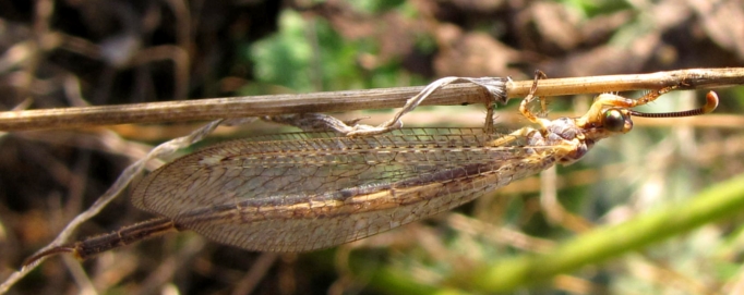 Macronemurus appendiculatus - Myrmeleontidae